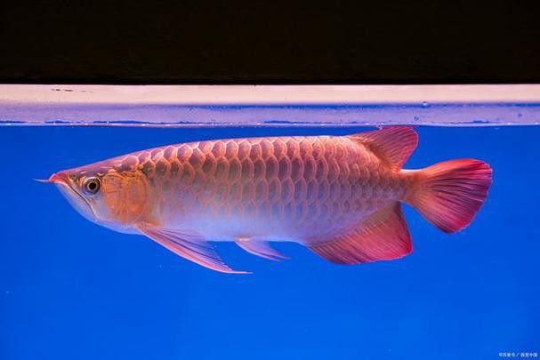 如何挑選紅龍魚苗圖解