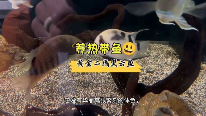 金雙線魚好還是黑雙線魚好