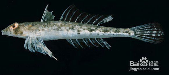金雙線魚好還是黑雙線魚好
