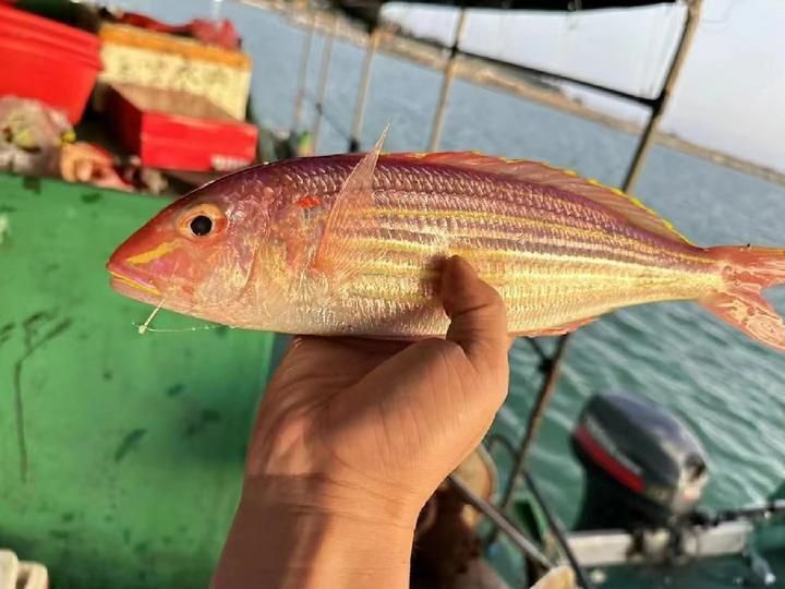 金雙線魚好還是黑雙線魚好