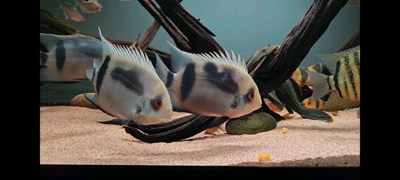 金雙線魚好還是黑雙線魚好