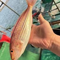 金雙線魚好還是黑雙線魚好