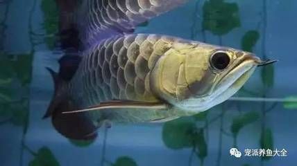 龍魚喜歡吃什么魚苗呢
