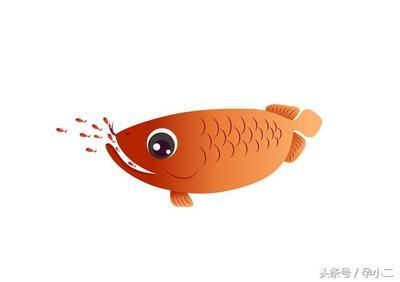 龍魚三個月不吃東西肚子好大怎么辦：龍魚三個月不吃東西且肚子異常膨脹怎么辦