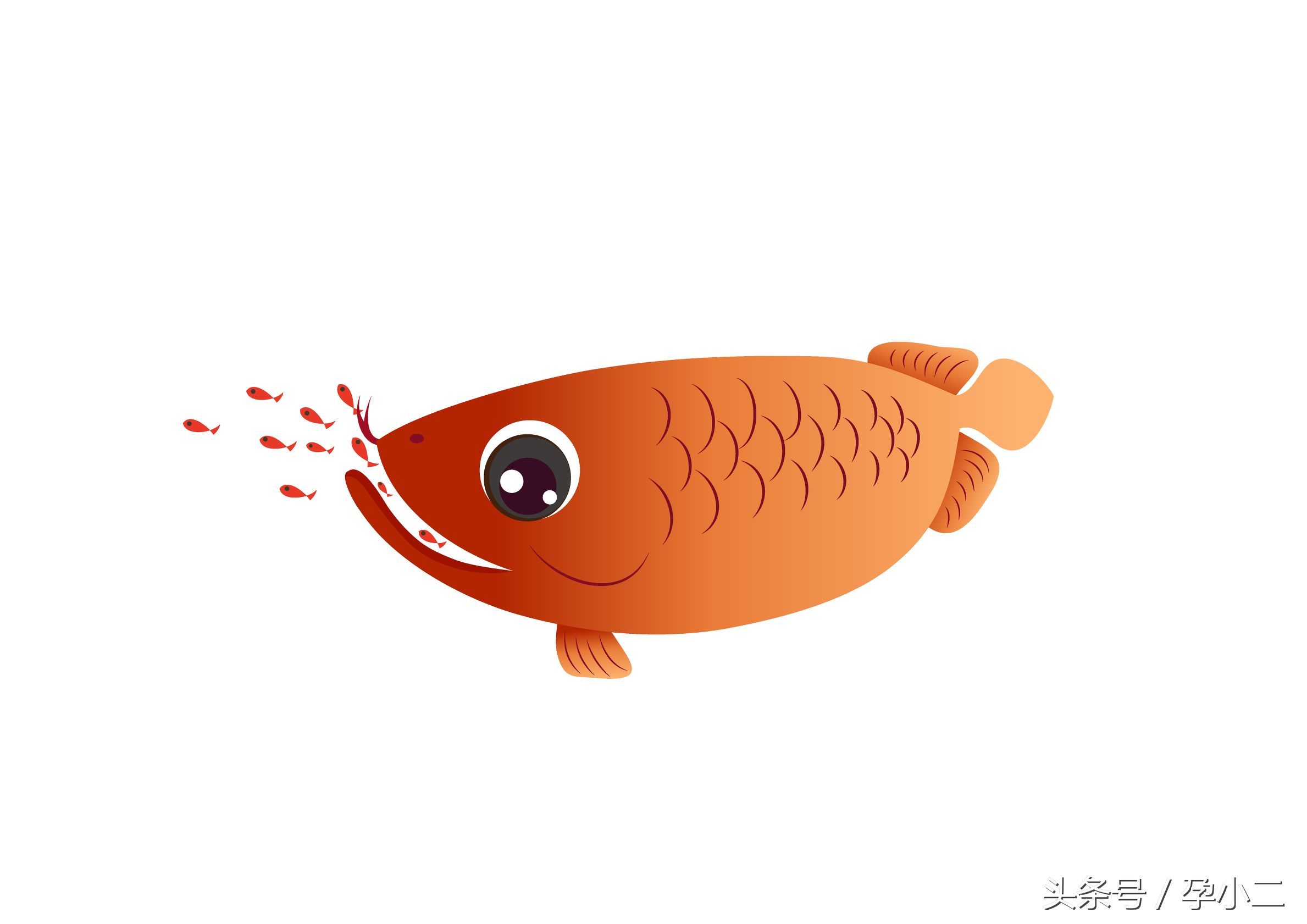 龍魚三個月不吃東西肚子好大怎么辦：龍魚三個月不吃東西且肚子異常膨脹怎么辦
