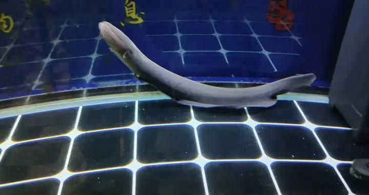 龍魚吃活泥鰍死的幾率高嗎：龍魚吃活泥鰍容易導致死亡嗎？