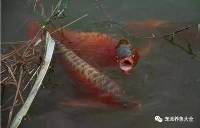 龍魚肚子脹氣怎么辦，龍魚肚子脹氣可能由多種因素引起飲食不當、水質問題、疾病等