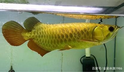 龍魚燈光擺放位置視頻教程：龍魚燈光擺放位置