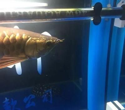 龍魚燈光擺放位置視頻教程：龍魚燈光擺放位置