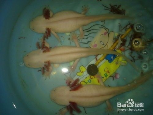 六角龍魚的飼養(yǎng)方法