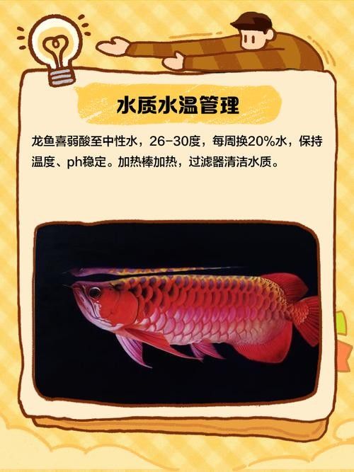 龍魚趴缸了怎么辦啊圖片