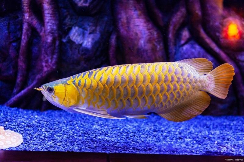 高背金龍多久喂一次食物？