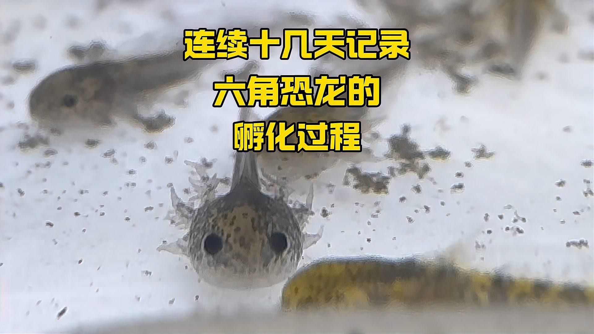 恐龍魚跳缸嗎