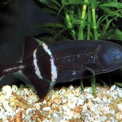 象鼻魚可以和龍魚混養(yǎng)嗎 象鼻魚可以和龍魚混養(yǎng)嗎 龍魚百科 第4張