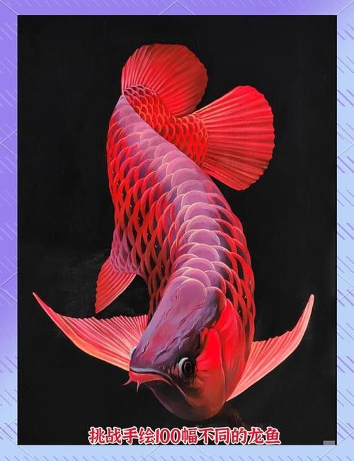 能推薦一些高清龍魚(yú)壁紙嗎？