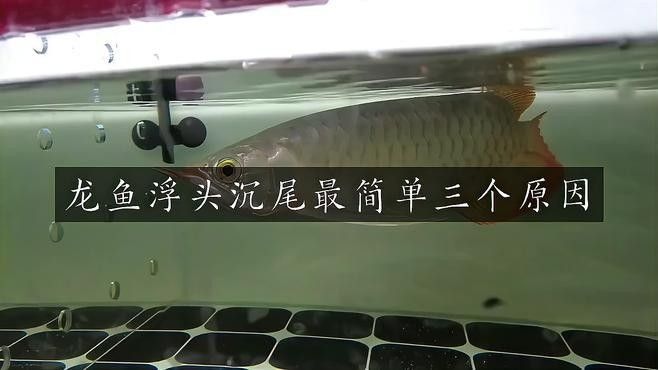 龍魚呼吸急促有點(diǎn)浮頭怎么回事