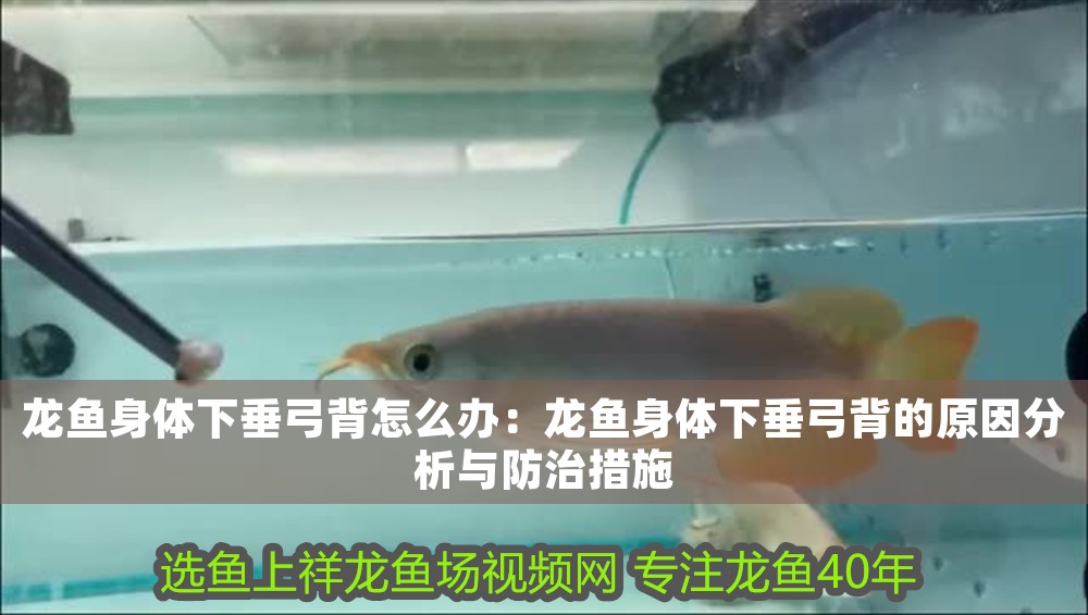 龍魚身體下垂弓背怎么辦：龍魚身體下垂弓背的原因分析與防治措施