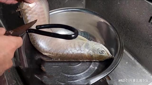 龍魚身體下垂弓背怎么辦：龍魚身體下垂弓背的原因分析與防治措施
