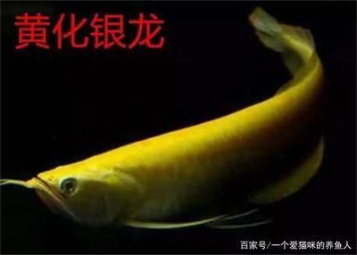 黃化龍魚和銀龍一樣養嗎：黃化龍魚和銀龍魚一樣養嗎