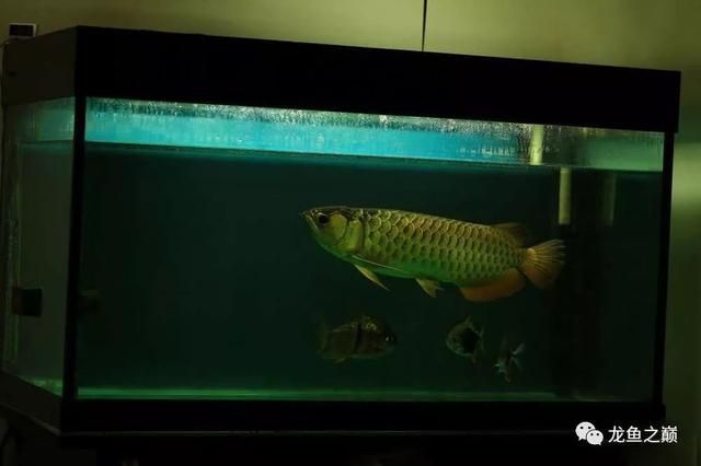 印尼紅龍魚場有哪些魚種名稱