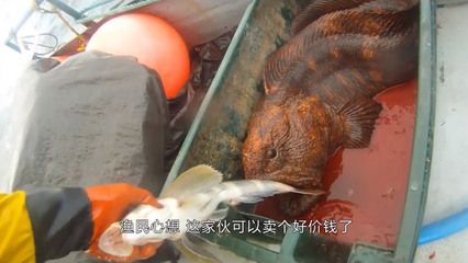 龍魚發驚怎么辦：如何判斷龍魚是否受驚