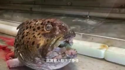 龍魚發驚怎么辦：如何判斷龍魚是否受驚