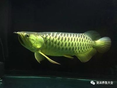 龍魚發驚怎么辦：如何判斷龍魚是否受驚