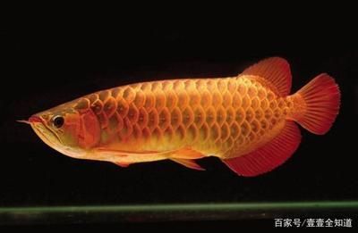龍魚發驚怎么辦：如何判斷龍魚是否受驚