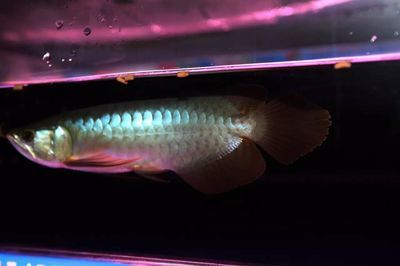 金龍魚喂食方法，金龍魚喂食是確保其健康成長的關鍵因素之一需要了解