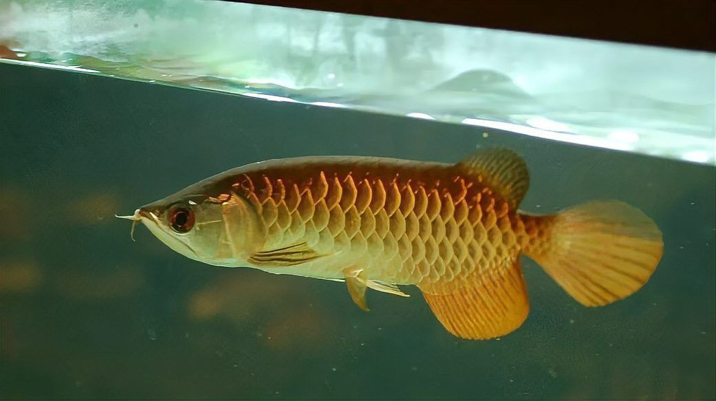 冬天龍魚水溫多少合適養(yǎng)殖呢