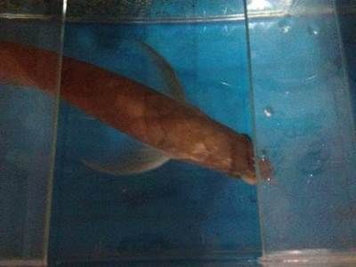 家養銀龍魚能吃嗎（家養的銀龍魚可以吃嗎）