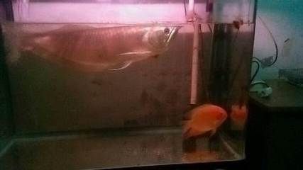 家養銀龍魚能吃嗎（家養的銀龍魚可以吃嗎）