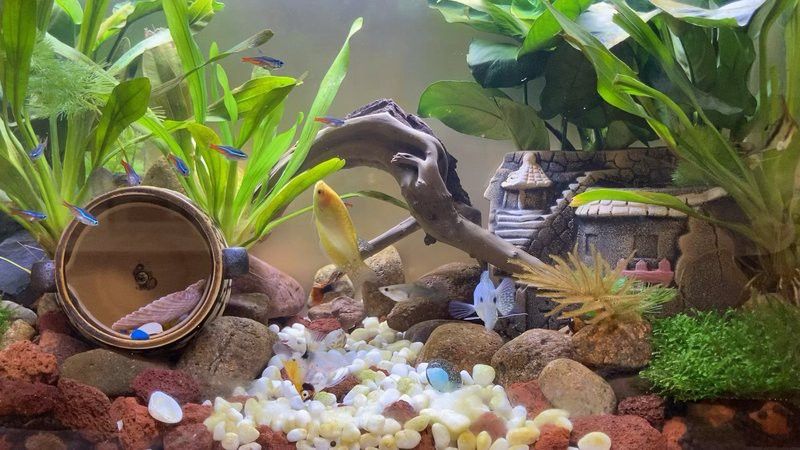 藍(lán)曼龍魚能和龍魚混養(yǎng)嗎視頻