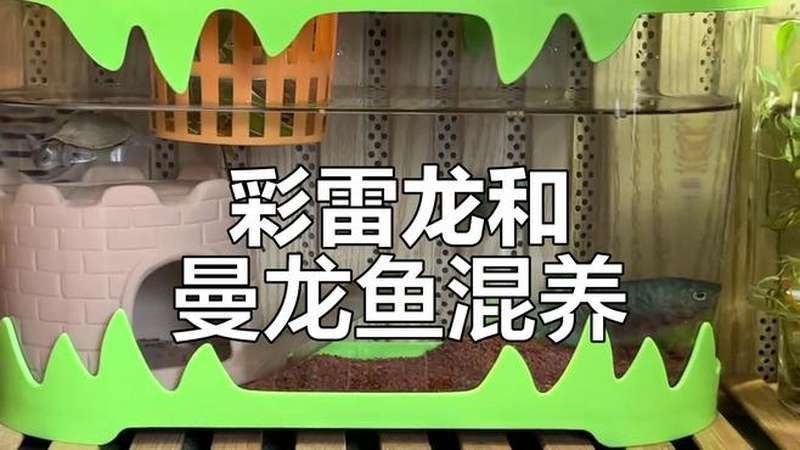 藍(lán)曼龍魚能和龍魚混養(yǎng)嗎視頻
