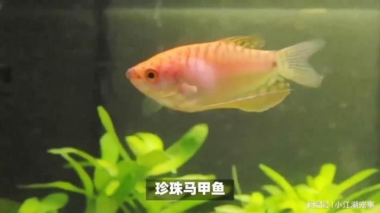 藍(lán)曼龍魚能和龍魚混養(yǎng)嗎視頻