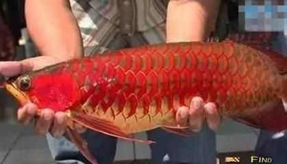 紅龍魚幾年成年可以繁殖（紅龍魚的成年和繁殖）