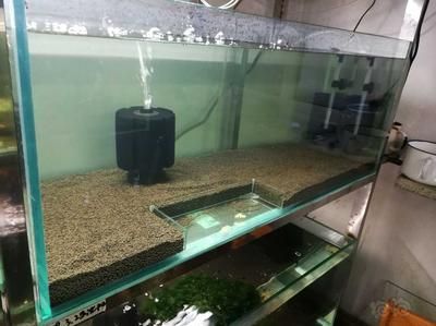 龍魚缸開缸養水最快時間取決于多種因素提供生活環境：龍魚缸開缸養水最快時間取決于多種因素