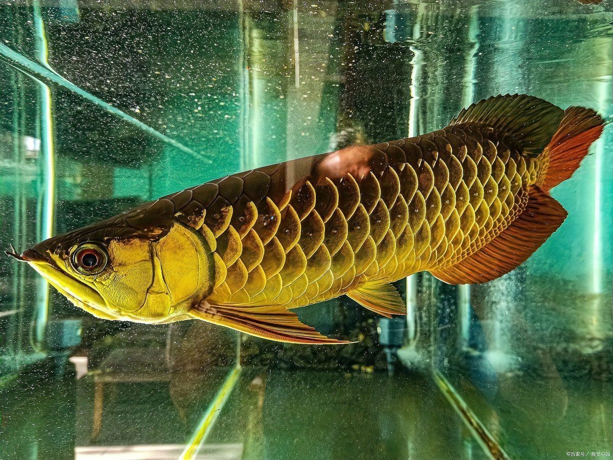 金龍魚的最佳光照時長是多少？