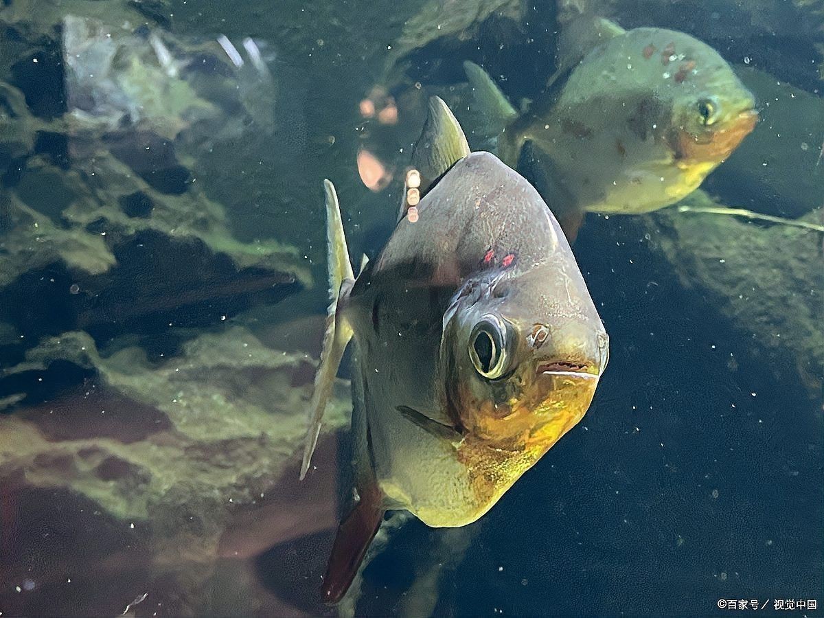 金龍魚的最佳光照時長是多少？