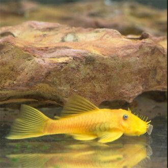 龍魚(yú)紅眼還是黑眼好看：龍魚(yú)紅眼和黑眼各有其觀賞價(jià)值