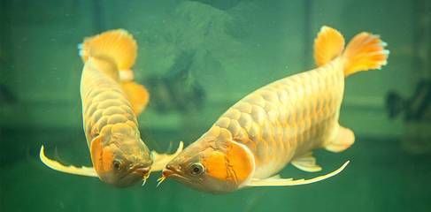 龍魚擺頭張嘴的原因（龍魚擺頭張嘴可能由多種原因引起水質問題、疾病或其他行為）