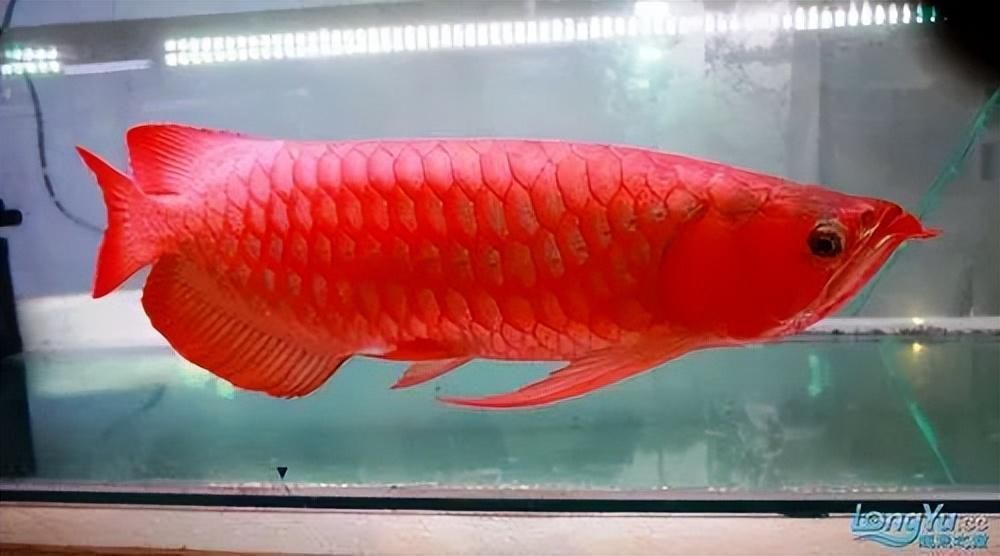 紅龍魚體型特征是什么樣的：紅龍魚的體型特征