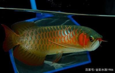 紅龍魚體型特征是什么樣的：紅龍魚的體型特征
