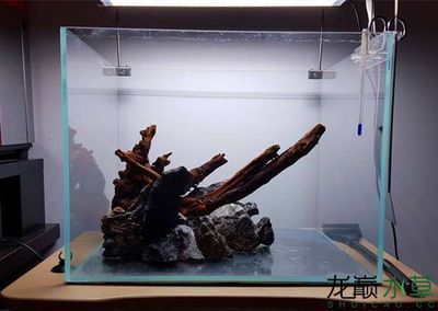龍魚缸沉木造景圖：龍魚缸沉木造景圖片