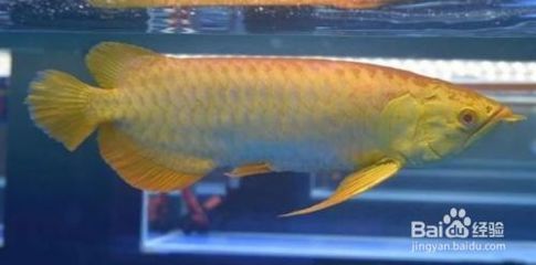 龍魚跳缸多久能緩過來（龍魚跳缸后能否恢復）