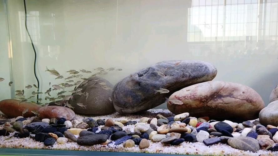 養銀龍魚缸底部放什么好