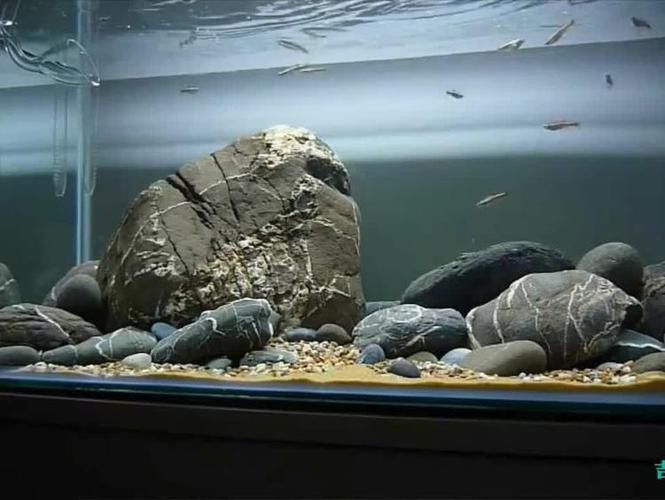 養銀龍魚缸底部放什么好