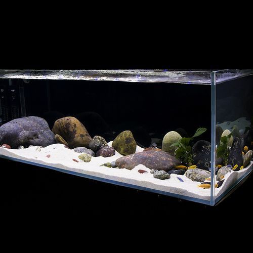 養銀龍魚缸底部放什么好