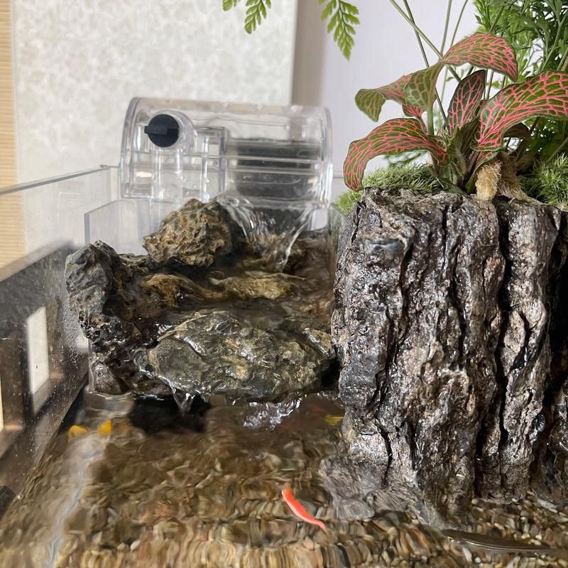 養銀龍魚缸底部放什么好