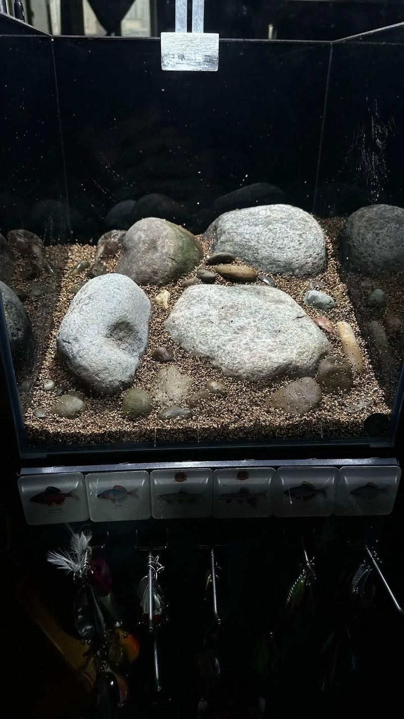 養銀龍魚缸底部放什么好